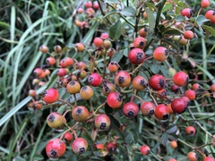 Rosa transmorrisonensis