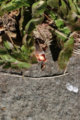 Phytholaema mutabilis