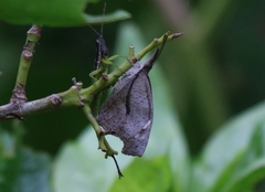 Libythea laius