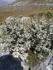 Brunia microphylla