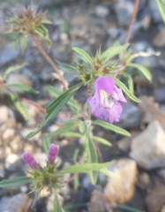Galeopsis angustifolia