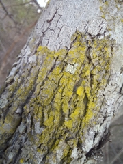 Chrysothrix candelaris