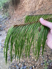 Pinus patula