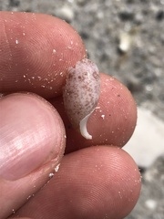 Bulla occidentalis