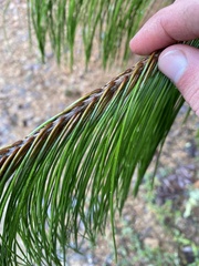 Pinus patula