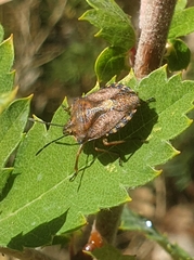 Carpocoris pudicus