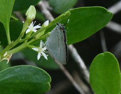 Hypolycaena phorbas