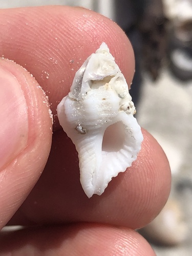 Gulf Oyster Drill