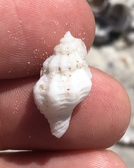 Vokesinotus perrugatus