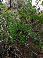 Cryptolepis delagoensis