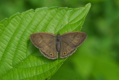 Cissia pseudoconfusa