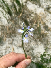 Lobelia comosa