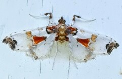 Neoleucinodes elegantalis