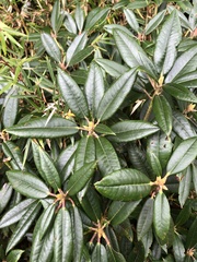 Rhododendron pseudochrysanthum