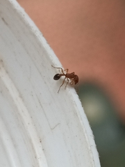 Tetramorium bicarinatum