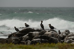 Phalacrocorax capensis