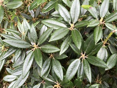 Rhododendron pseudochrysanthum