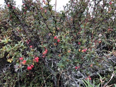 Berberis morrisonensis
