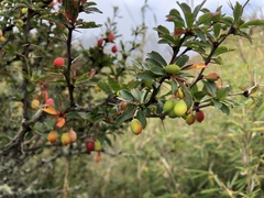 Berberis morrisonensis
