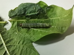 Pyraustini