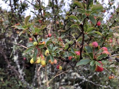 Berberis morrisonensis