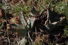 Aloe greatheadii