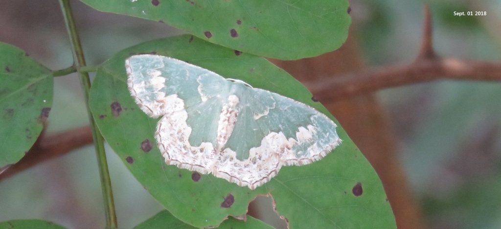 Eucyclodes difficta