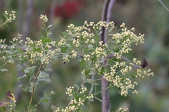 Baccharis glomeruliflora