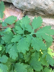 Chelidonium majus