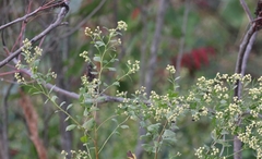 Baccharis glomeruliflora