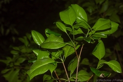 Triflorensia cameronii