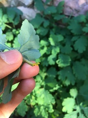 Chelidonium majus