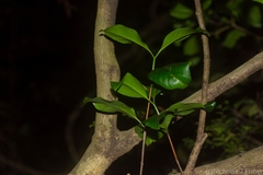 Triflorensia cameronii