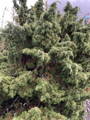 Juniperus formosana