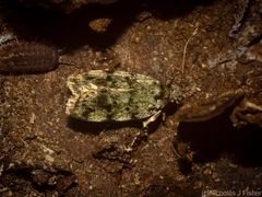 Barea subviridella