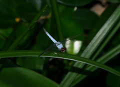 Brachydiplax denticauda