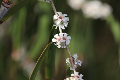 Agonis flexuosa