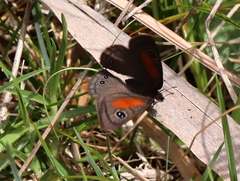 Cassionympha cassius