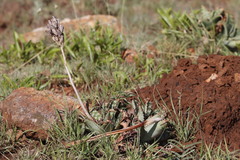 Aloe greatheadii