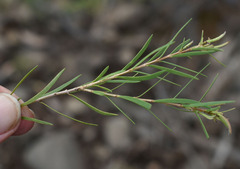 Melaleuca trichostachya