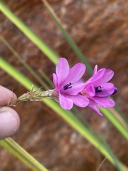 Dierama galpinii