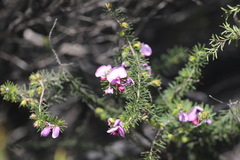 Gompholobium venustum