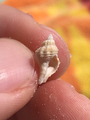 Vokesinotus perrugatus