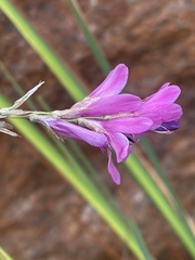 Dierama galpinii