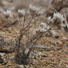 Polycarpaea spirostylis