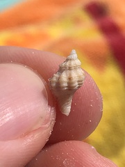 Vokesinotus perrugatus