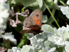 Cassionympha perissinottoi