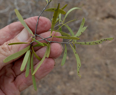Denhamia cunninghamii