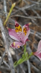 Alstroemeria pulchra