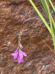 Dierama galpinii